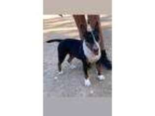 Bull Terrier Puppy for sale in Riverside, CA, USA