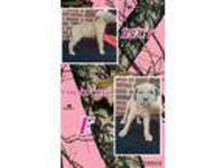 Cane Corso Puppy for sale in Bastrop, TX, USA
