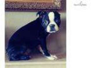 Boston Terrier Puppy for sale in San Diego, CA, USA