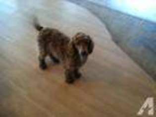 Mutt Puppy for sale in LAKEPORT, CA, USA