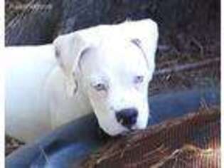 Boxer Puppy for sale in Nokomis, FL, USA
