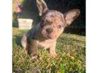 French Bulldog Puppy for sale in Rockwall, TX, USA