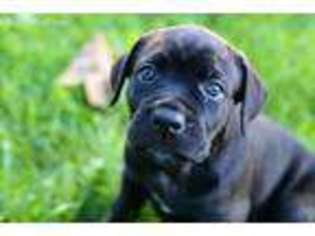 Cane Corso Puppy for sale in Pierceton, IN, USA