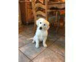 Mutt Puppy for sale in Bay Minette, AL, USA