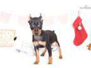 Miniature Pinscher Puppy for sale in Fort Myers, FL, USA