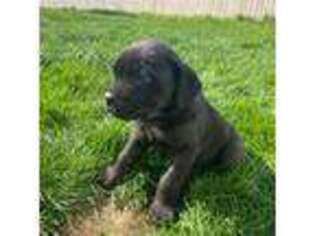 Cane Corso Puppy for sale in Rochester, NY, USA