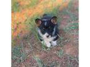 Pembroke Welsh Corgi Puppy for sale in Salt Lake City, UT, USA