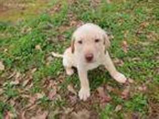 Labrador Retriever Puppy for sale in Lyman, SC, USA