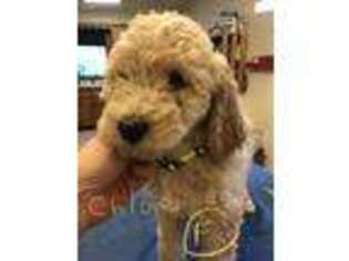 Goldendoodle Puppy for sale in Ridgefield, CT, USA