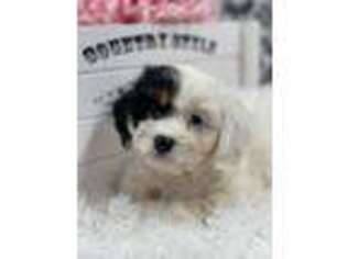 Cavapoo Puppy for sale in Quapaw, OK, USA