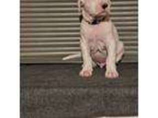 Dogo Argentino Puppy for sale in Edmond, OK, USA