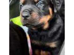 Rottweiler Puppy for sale in Kennesaw, GA, USA