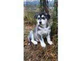 Alaskan Malamute Puppy for sale in Darrington, WA, USA