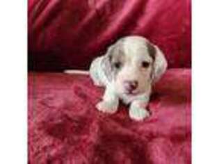 Dachshund Puppy for sale in Torrance, CA, USA