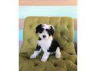Mutt Puppy for sale in Honeyville, UT, USA