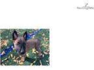 Belgian Malinois Puppy for sale in Denver, CO, USA