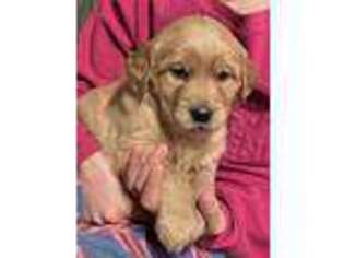 Golden Retriever Puppy for sale in Fortine, MT, USA