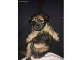 Dachshund Puppy for sale in Olney, IL, USA