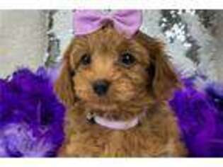Cavapoo Puppy for sale in Tyler, TX, USA