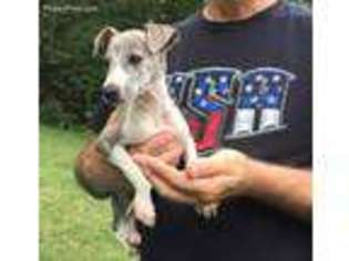 Whippet Puppy for sale in Bidwell, OH, USA