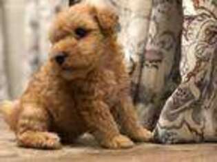 Lakeland Terrier Puppy for sale in Atascocita, TX, USA