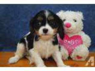 Cavalier King Charles Spaniel Puppy for sale in CHILTON, WI, USA