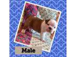Bulldog Puppy for sale in Jonesville, MI, USA