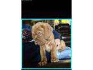 American Bull Dogue De Bordeaux Puppy for sale in Burson, CA, USA