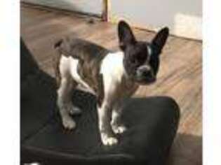 French Bulldog Puppy for sale in Virginia, MN, USA
