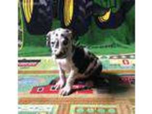 Great Dane Puppy for sale in Gap, PA, USA
