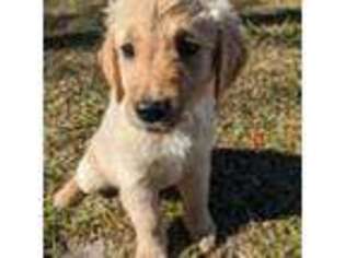 Golden Retriever Puppy for sale in Princeton, NC, USA