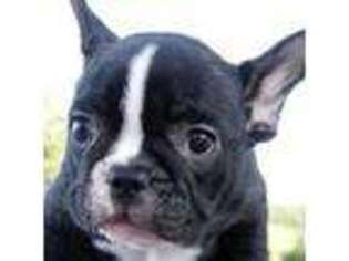 French Bulldog Puppy for sale in Chelan, WA, USA