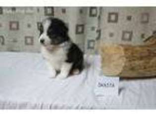 Australian Shepherd Puppy for sale in Greenleaf, ID, USA
