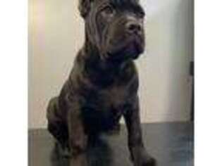 Cane Corso Puppy for sale in Paragould, AR, USA