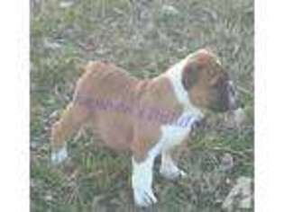 Bulldog Puppy for sale in MADISONVILLE, TN, USA
