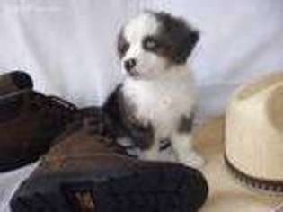 Miniature Australian Shepherd Puppy for sale in Riverview, FL, USA
