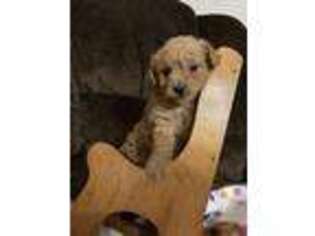 Mutt Puppy for sale in Salina, OK, USA