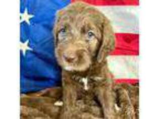 Labradoodle Puppy for sale in Eustis, FL, USA