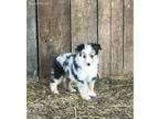 Miniature Australian Shepherd Puppy for sale in Pine Knot, KY, USA