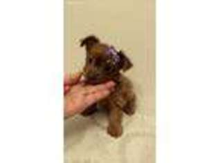 Yorkshire Terrier Puppy for sale in San Antonio, TX, USA