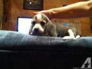 Beagle Puppy for sale in PORT ROYAL, PA, USA