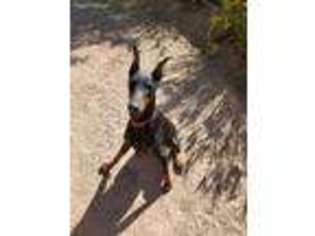 Doberman Pinscher Puppy for sale in Mesa, AZ, USA