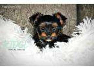 Yorkshire Terrier Puppy for sale in Leasburg, MO, USA