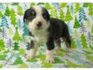 Greater Swiss Mountain Dog Puppy for sale in Riverside, IA, USA