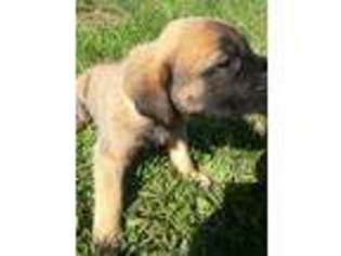 Mastiff Puppy for sale in West Milford, NJ, USA