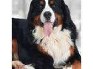 Bernese Mountain Dog Puppy for sale in Penhook, VA, USA
