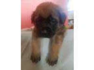 Mastiff Puppy for sale in Terre Haute, IN, USA