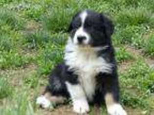 Australian Shepherd Puppy for sale in Guysville, OH, USA