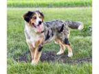Bernese Mountain Dog Puppy for sale in Hanska, MN, USA