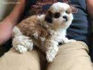 Shorkie Tzu Puppy for sale in Bandon, OR, USA